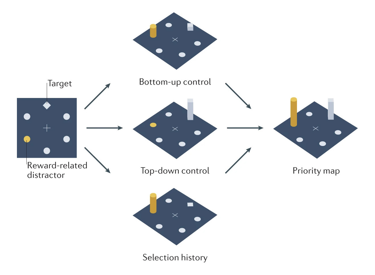 Attentional priority map<br>© D. Pearson, P. Watson, L. Albertella, M. E. Le Pelley, 2022 Attentional priority map<br>© D. Pearson, P. Watson, L. Albertella, M. E. Le Pelley, 2022